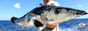 Punta Cana fishing charters Dominican Republic