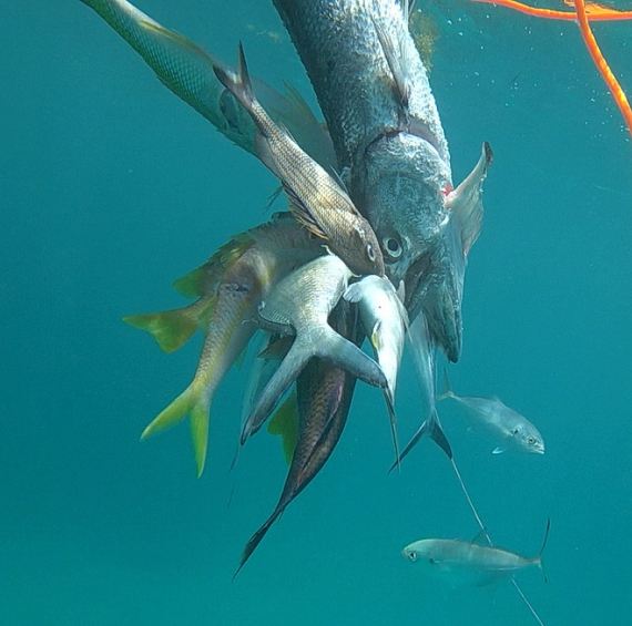 рыбы подводной охоты в пунта кане