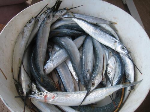 ballyhoo for ribalkoff