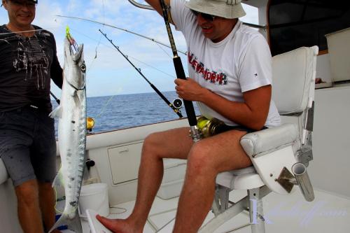 ribalkoff barracuda 3