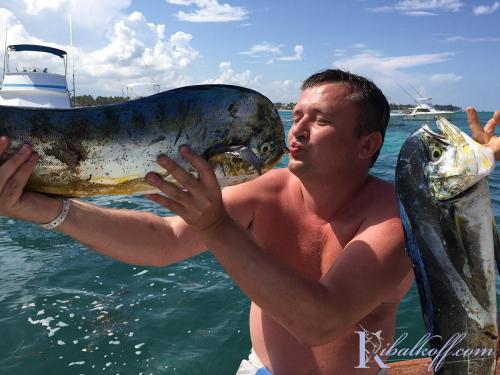 ribalkoff like dorado