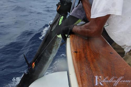 ribalkoff yura marlin29